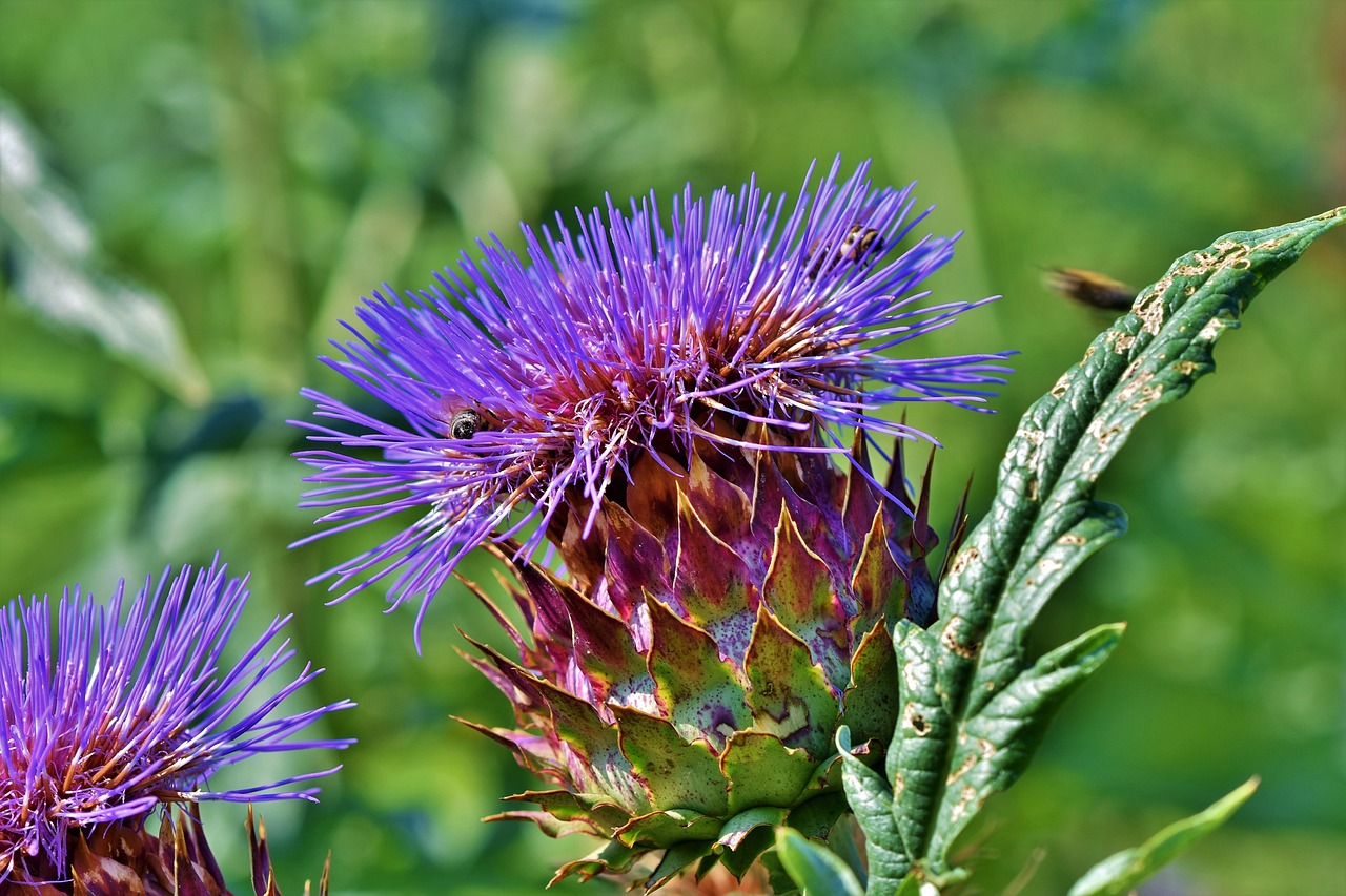 artichoke, vegetables, flowering vegetables, blossom, nature, bloom, medicinal plant, plant